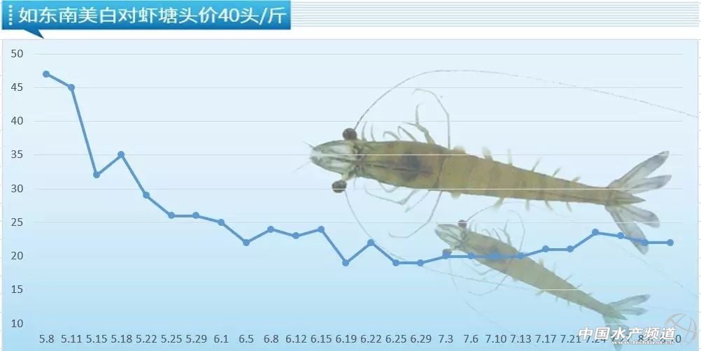 南美对虾价格走势分析，最新动态、市场趋势与影响因素探讨