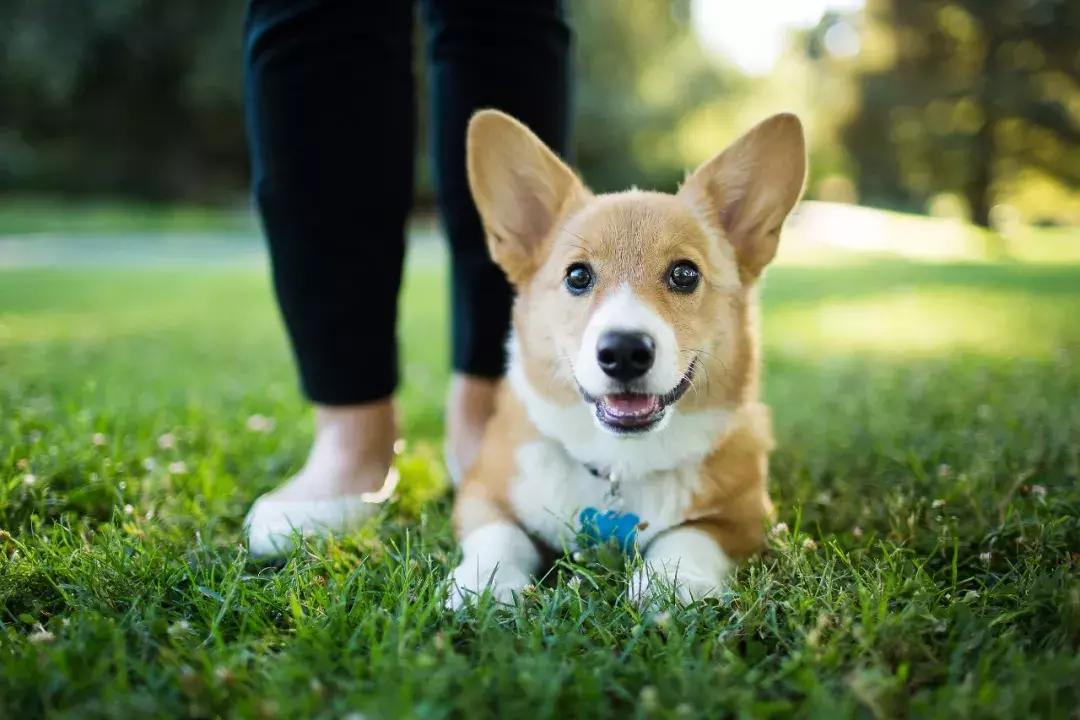 杭州最新养狗规定，打造人犬和谐共融的城市环境