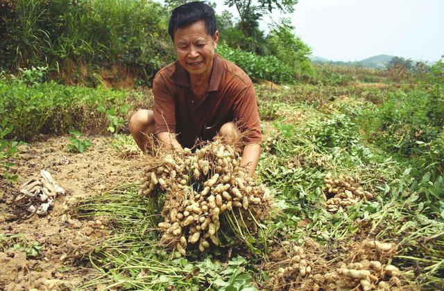 河南花生最新收购价格动态解析