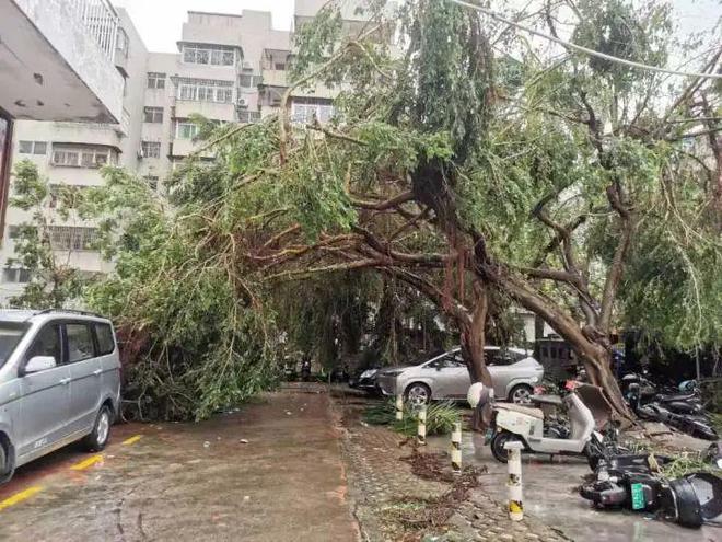 林州福田花雨新篇章，最新动态绽放光彩