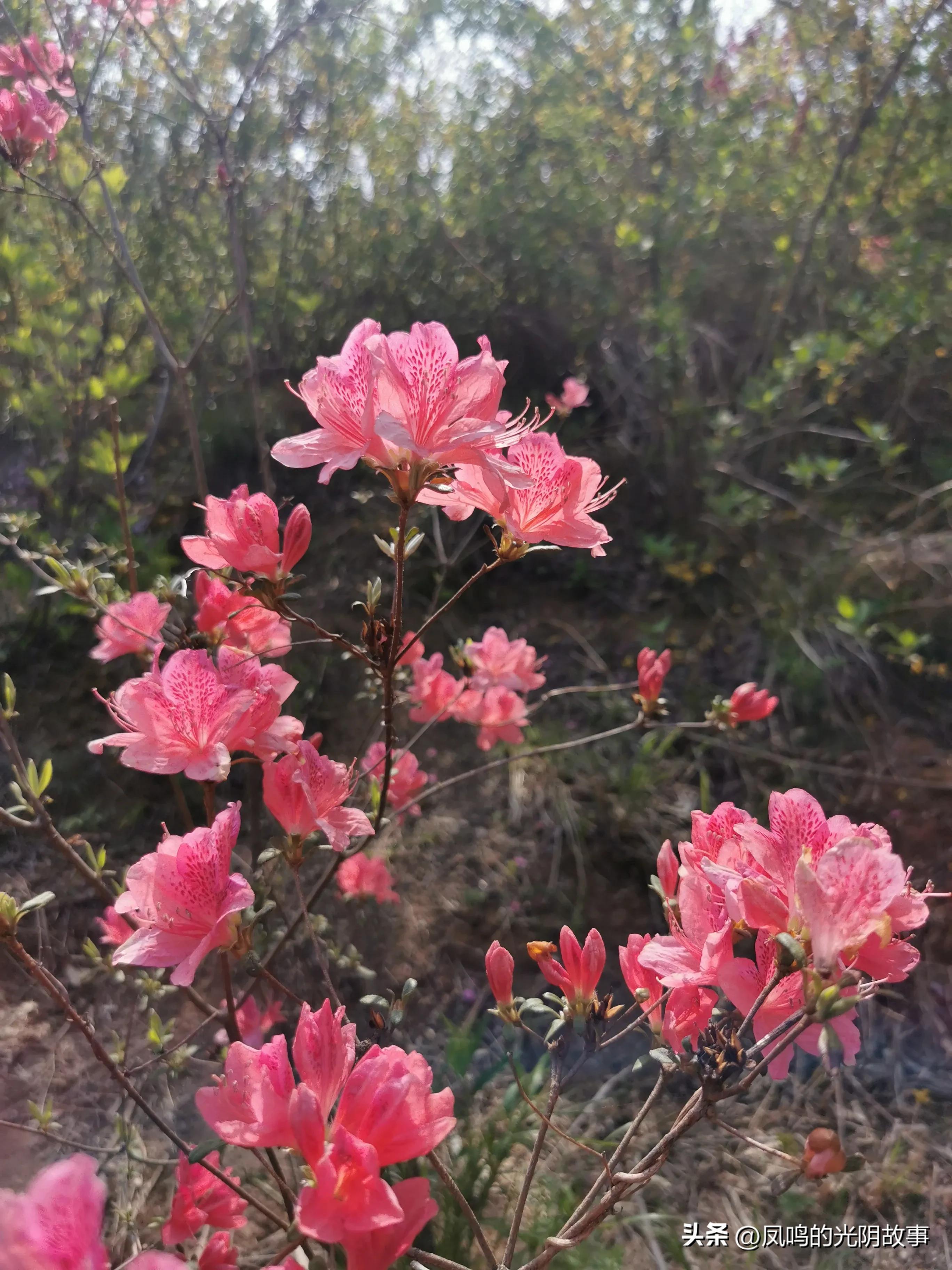 珠山秀谷御墅最新动态，未来人居新篇章揭晓