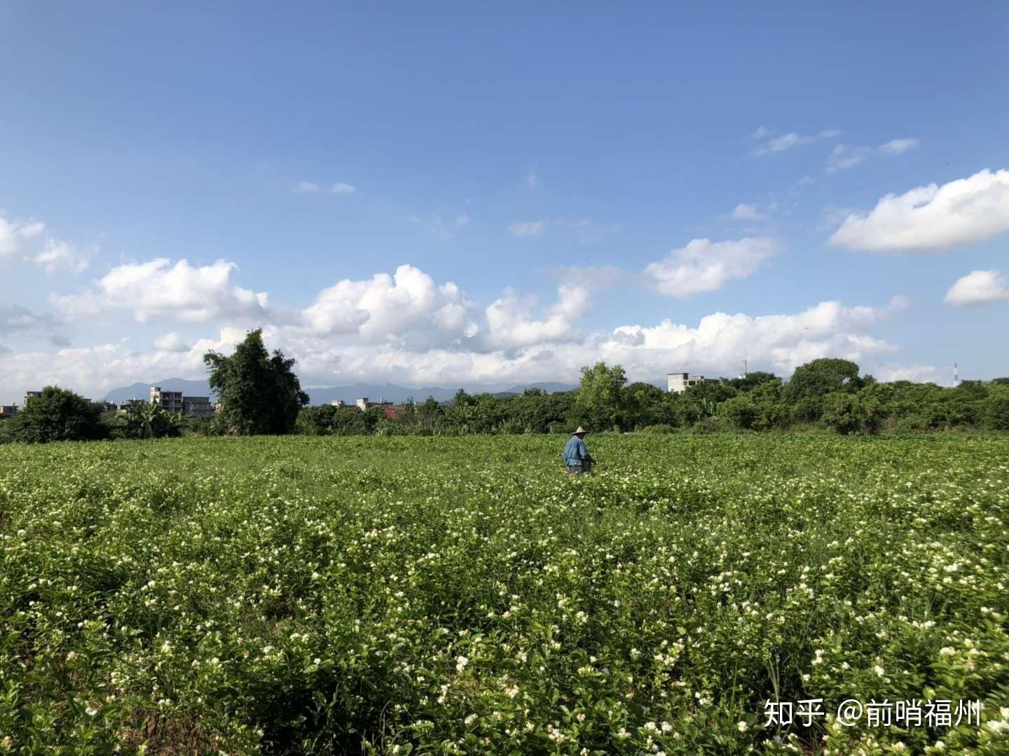 龙祥岛全新发展蓝图揭晓，最新开发消息一览