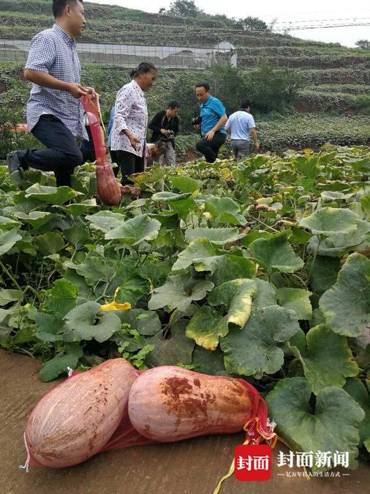 凤鸣镇最新新闻动态速递